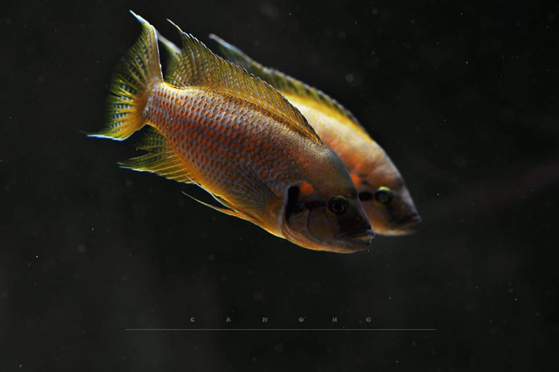 Neolamprologus helianthus